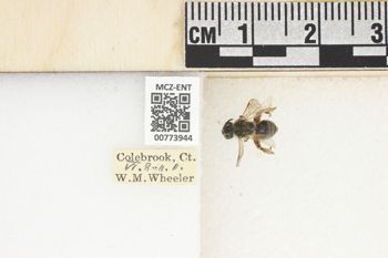 Media type: image;   Entomology 773944 Aspect: Labels